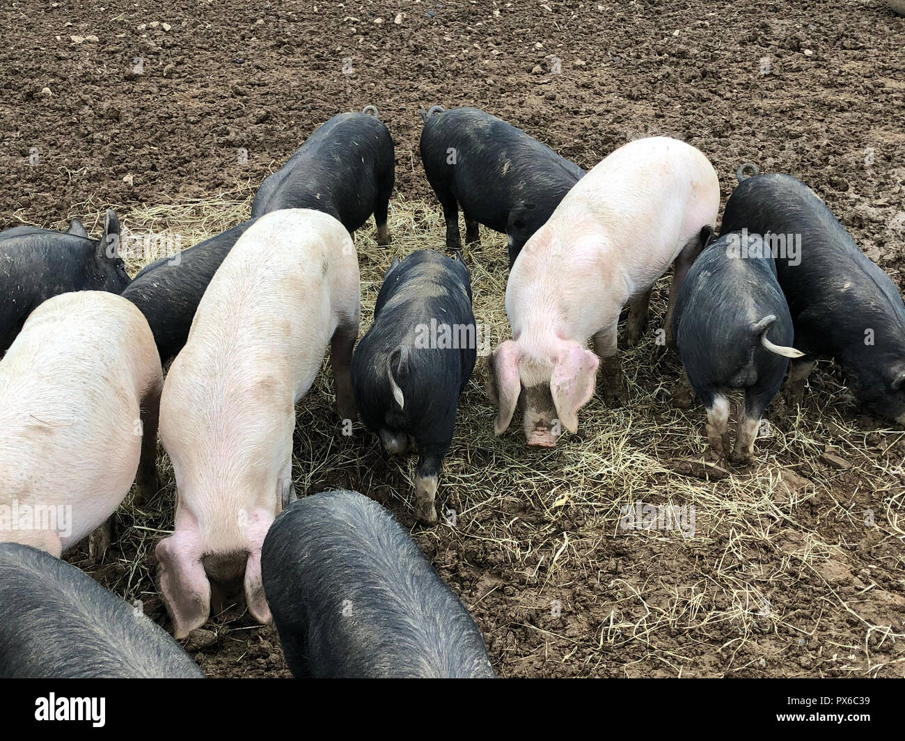 BRITISH LOP PIGS at the Lost Gardens of Helligan, Cornwall. Stock Photo