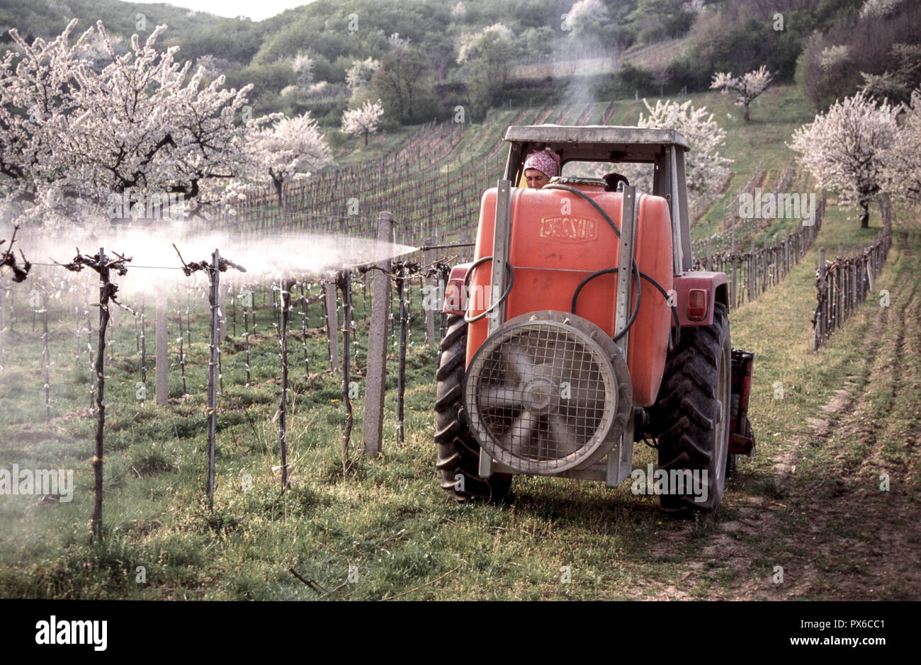 Vineyard, traktor, Austria, Burgenland, Northern Burgenland, Donnerskirchen Stock Photo