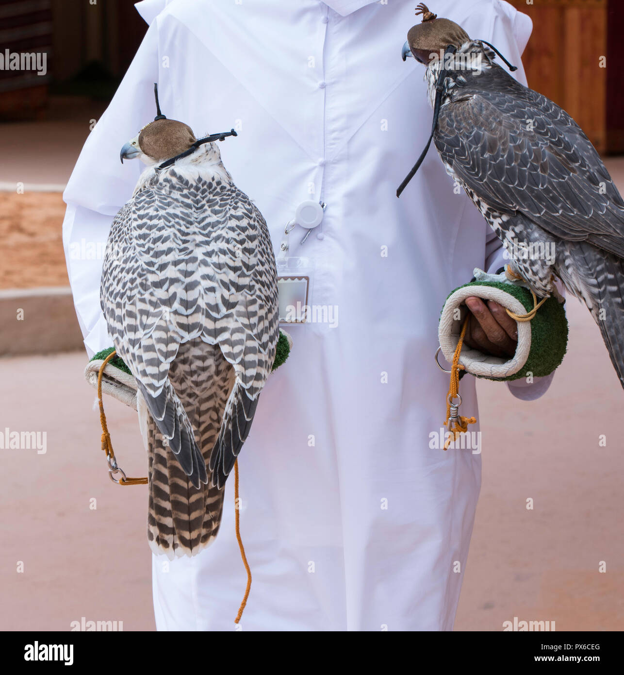 Arabian falcon with head cover Stock Photo