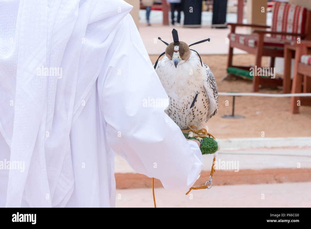 Arabian falcon with head cover Stock Photo
