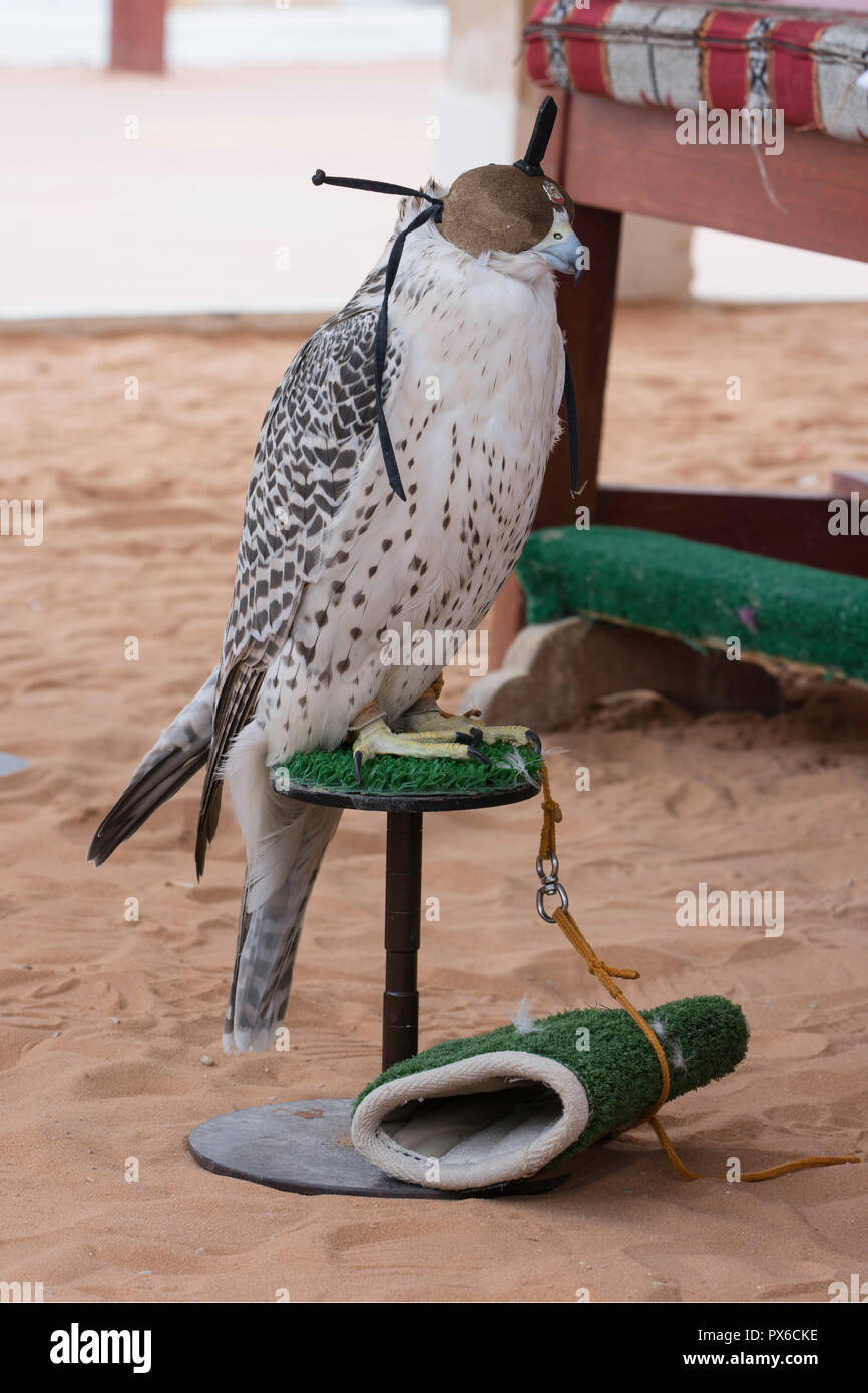 Arabian falcon with head cover Stock Photo