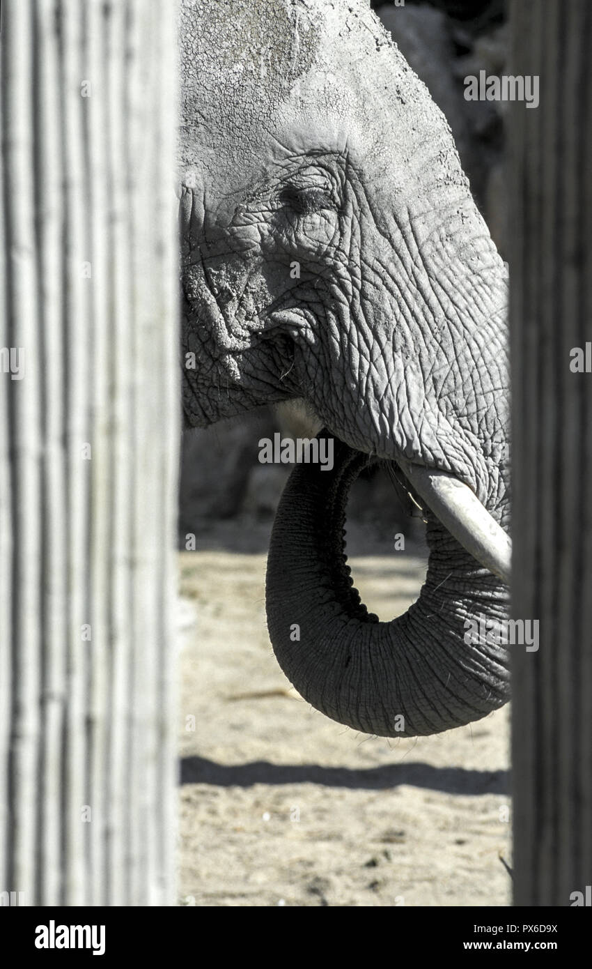 Elephant, Austria, Vienna, 13. district, Schoenbrunn zoo Stock Photo