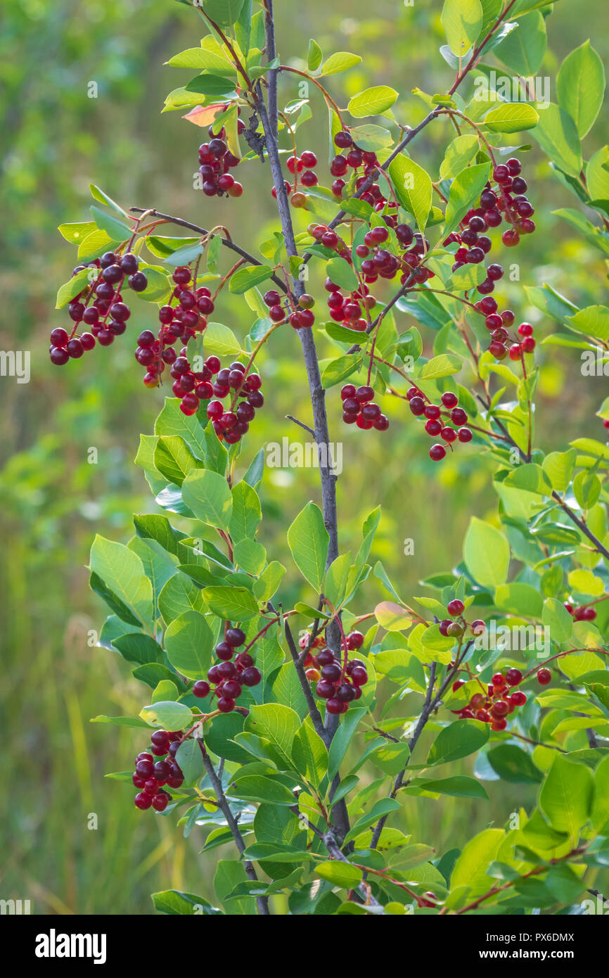 Wild Chokecherry Tree