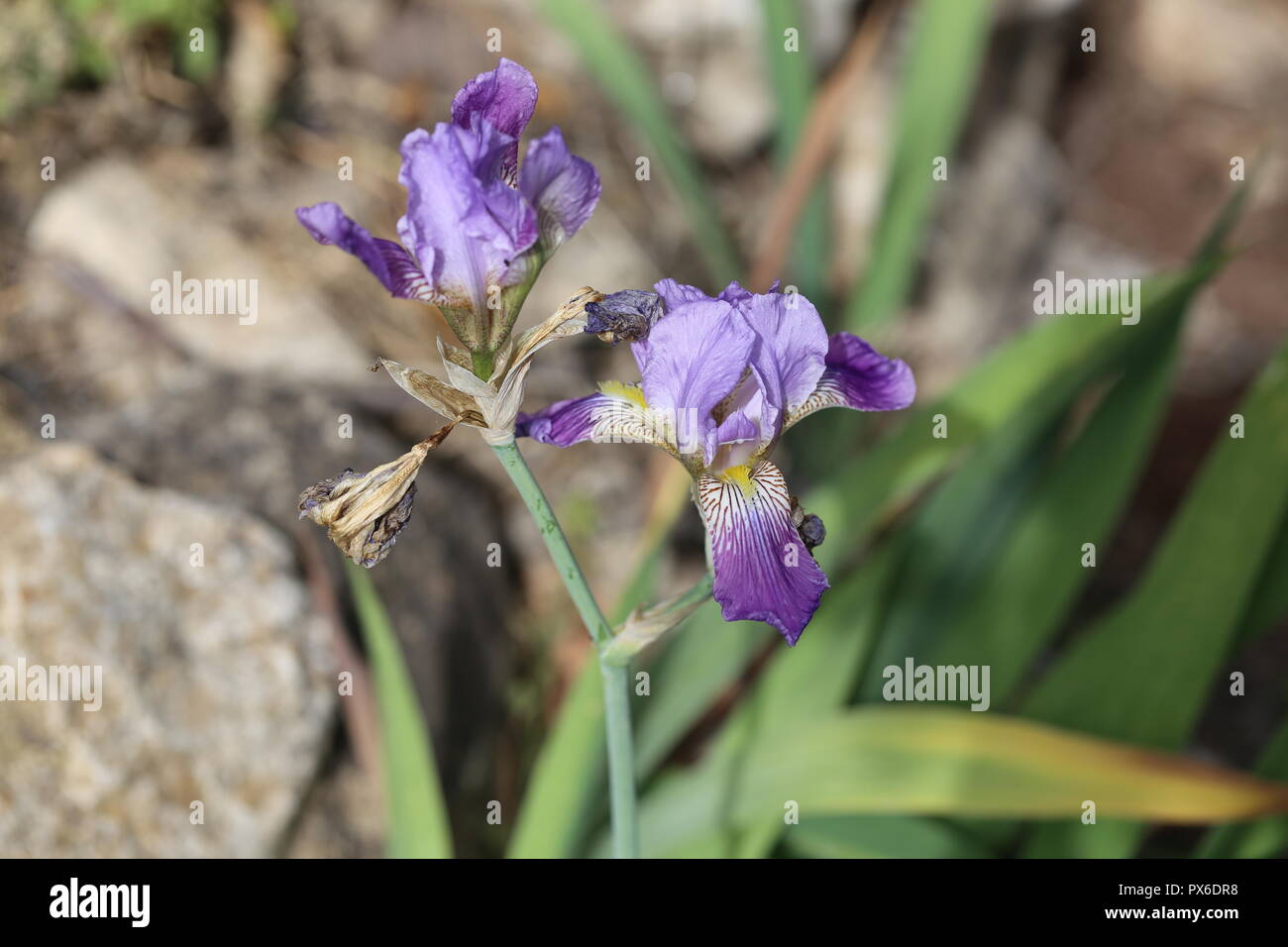Wild Iris. Wild iris flowers blooming near a rock terrace. One flower is already wilt - The cycle of life. Stock Photo