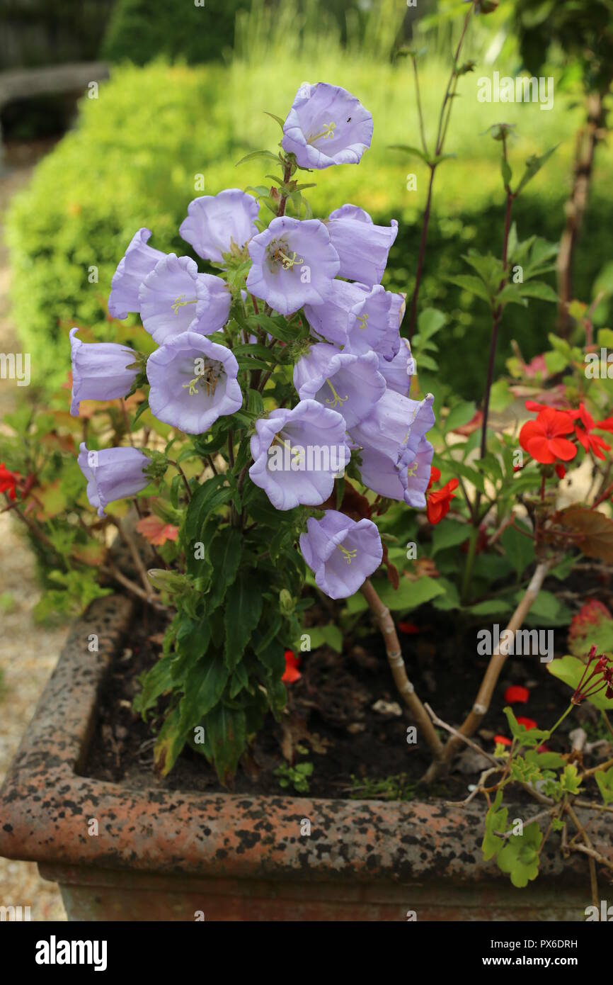 Purple Campanula Flower In A Pot .Pot of Light purple Campanula medium blooming in the garden. Also called Canterbury Bells. Stock Photo