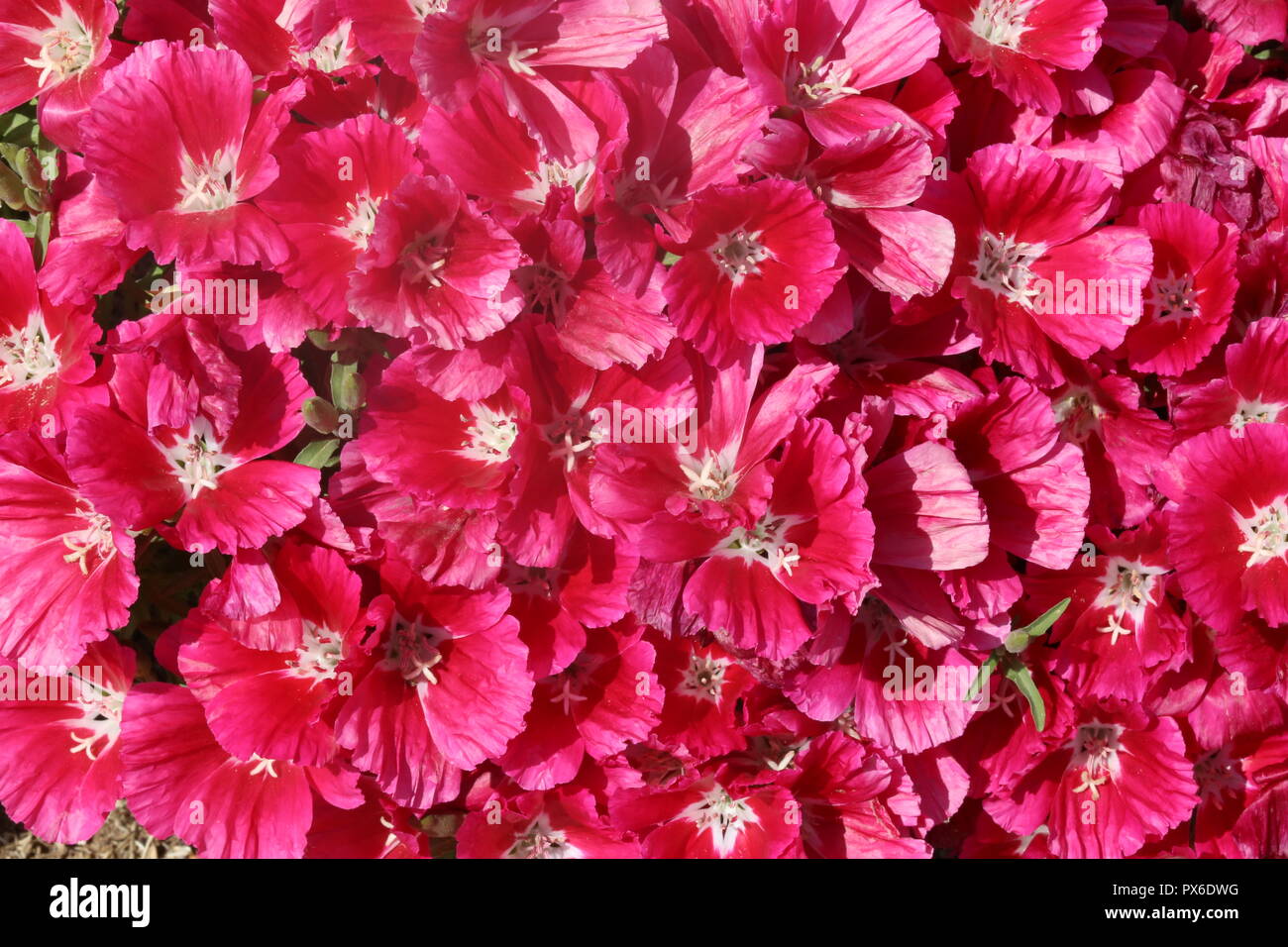 Red Flowers. Red garden flowers - Clarkia Godetia. Dense flower bed blossoming. Stock Photo