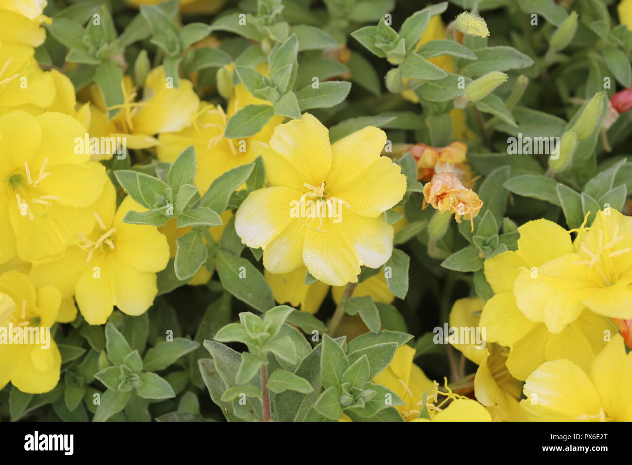 Flowers with Dew. Yellow Onagraceae flowers wet with dew. Stock Photo