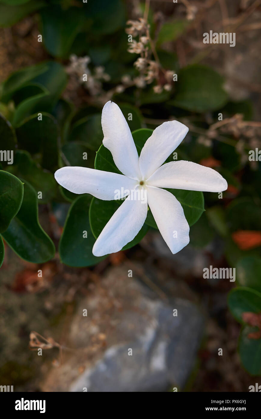 Carissa macrocarpa white flowers Stock Photo Alamy