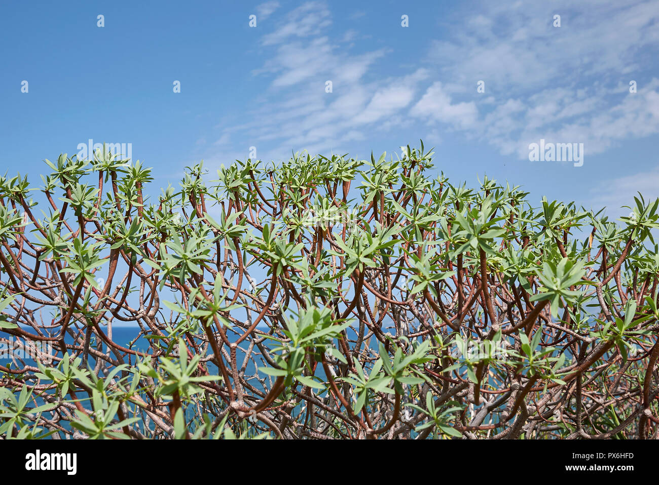 Euphorbia balsamifera Stock Photo