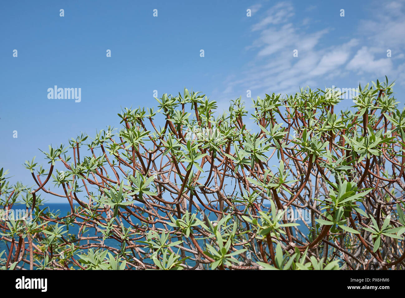 Euphorbia balsamifera Stock Photo