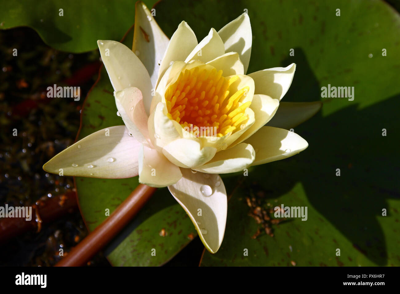 Flower of yellow water lily, closeup Stock Photo