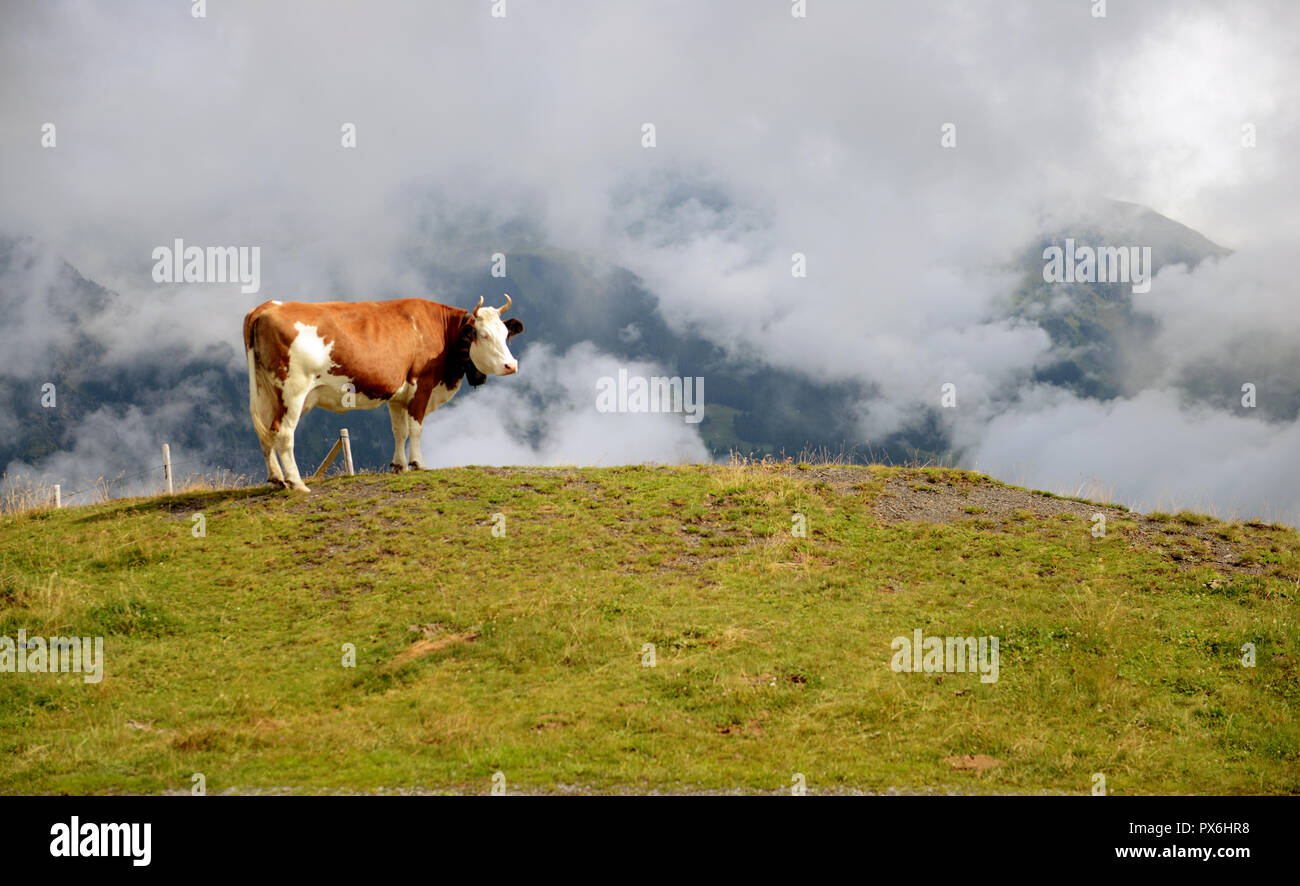 Cow on top in Maanlichen, Jungfrau region, Switzerland Stock Photo