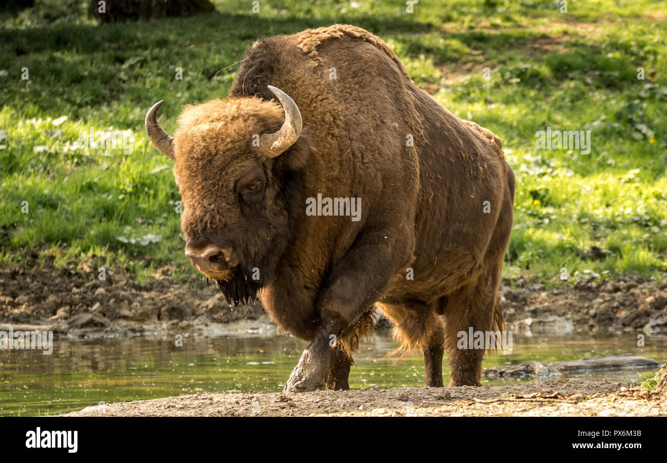 The European bison, also known as wisent or the European wood bison. Stock Photo
