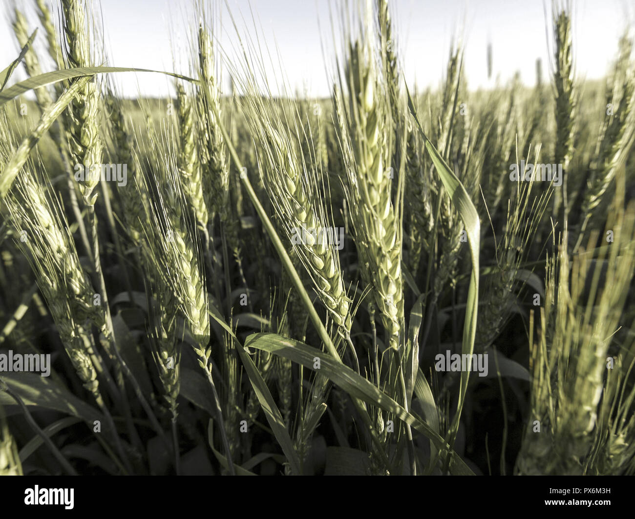 Grain field man detail hi-res stock photography and images - Alamy