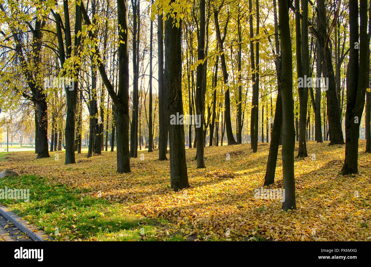 Fallen yellow leaves in the park on an autumn sunny day Stock Photo - Alamy
