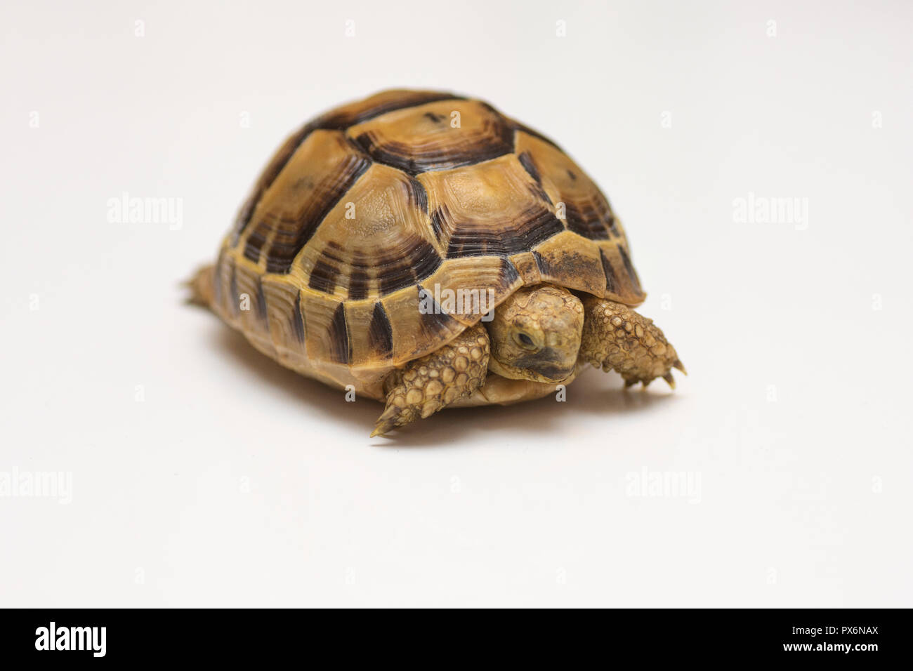 Baby turtle. little turtle. Head footed Tortoise. turtle isolated on white background - push up Stock Photo