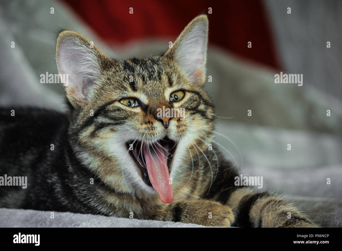 small mongrel striped kitten is lying on its stomach, front paws are extended, the mouth is wide open, tongue is stuck out, eyes slanting, funny look, Stock Photo
