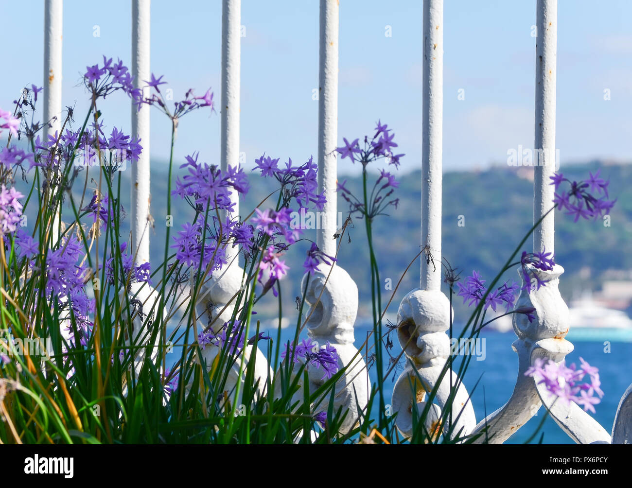 A view of the Bosphorus through lilac flowers and a white lattice close-up. Soft focus. Stock Photo