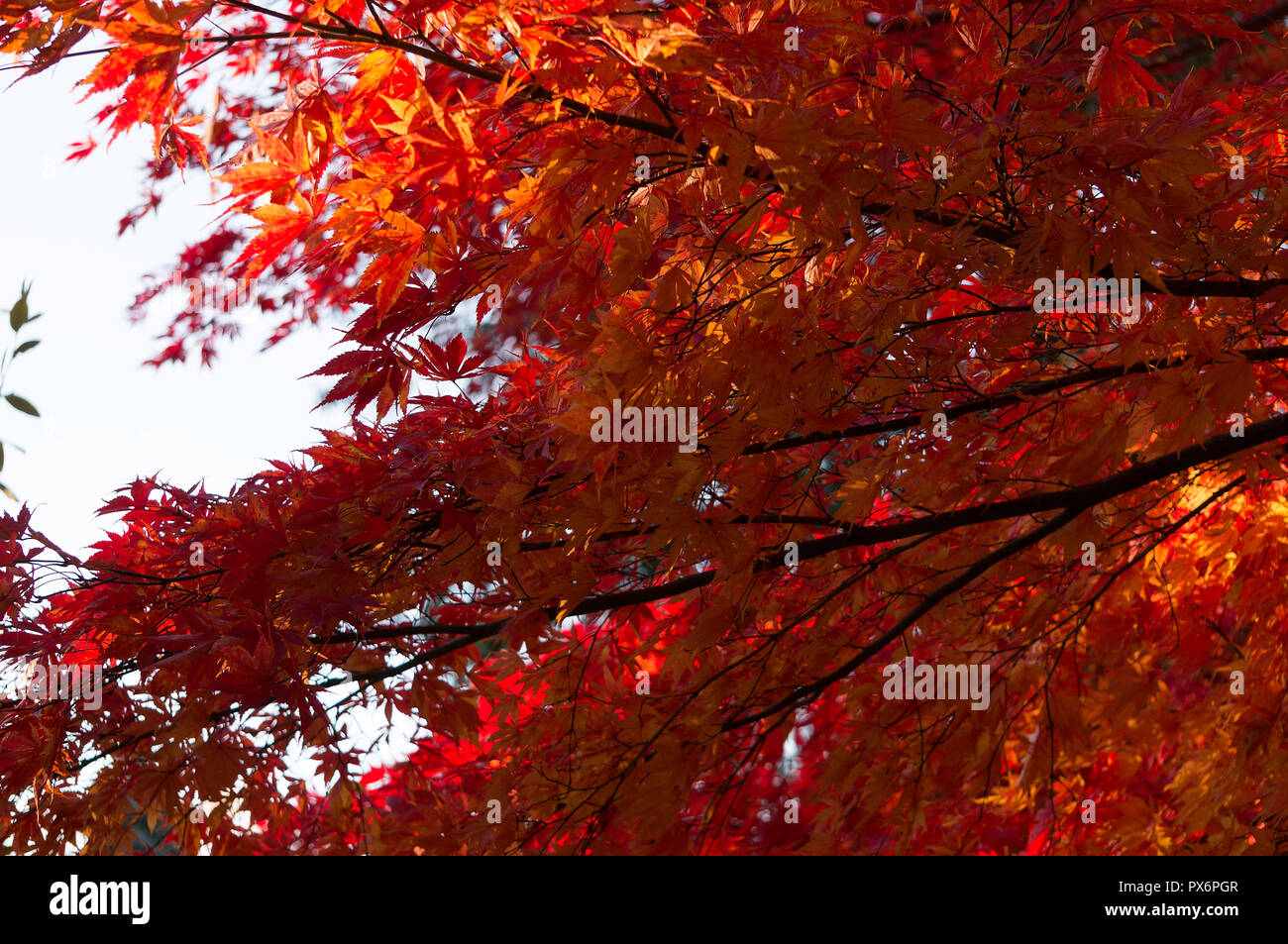 Abstract red golden maple hi-res stock photography and images - Alamy