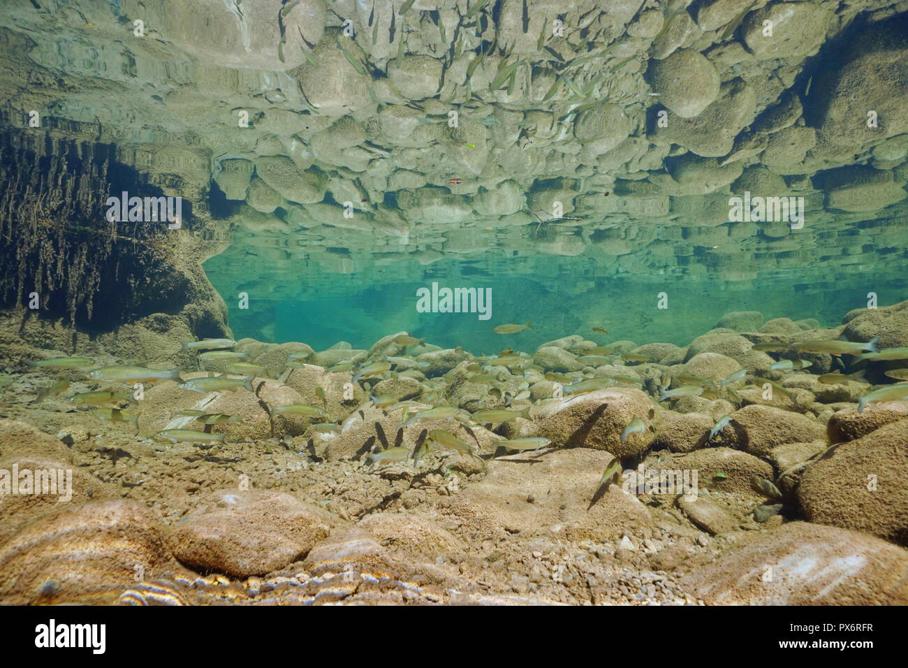 River underwater with rocks and a school of fish reflected in the water surface (chub Squalius cephalus), La Muga, Alt Emporda, Catalonia, Spain Stock Photo