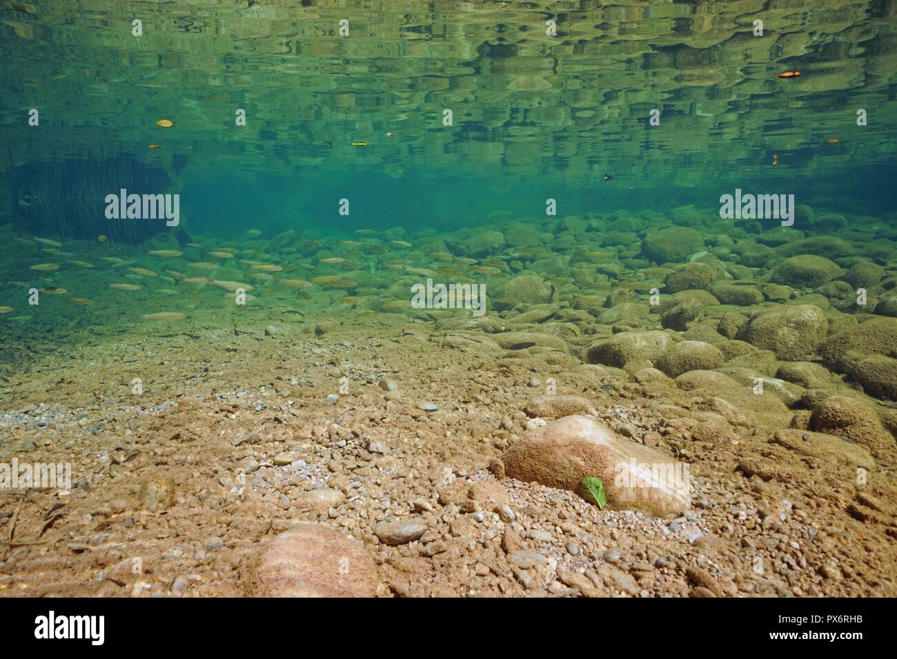 Underwater in a rocky river with a school of freshwater fish (chub Squalius cephalus), La Muga, Alt Emporda, Catalonia, Spain Stock Photo
