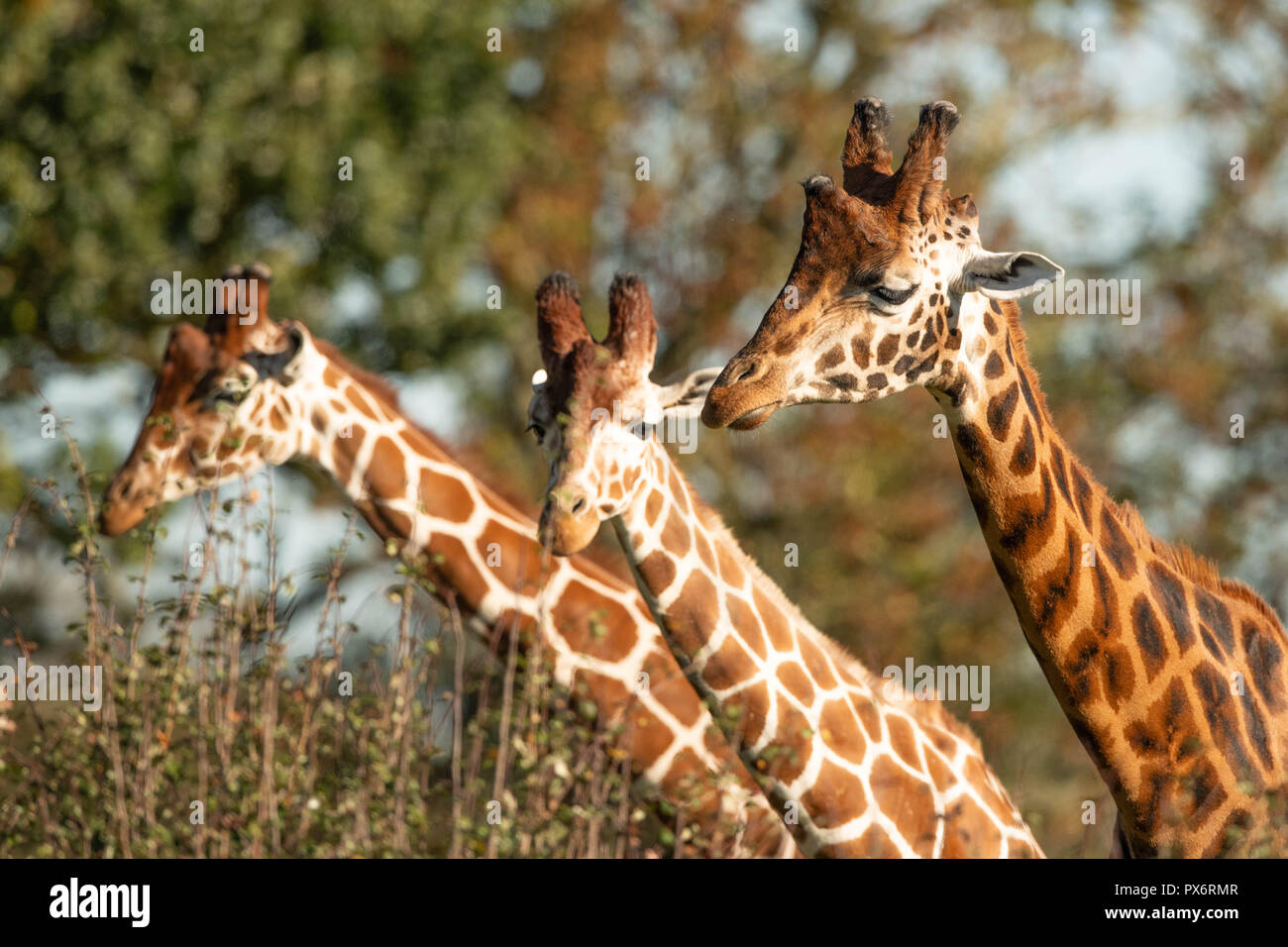 Head shot of Rothschild Giraffe Stock Photo