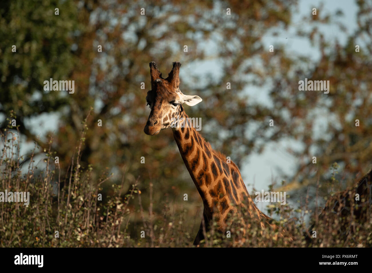 Head shot of Rothschild Giraffe Stock Photo