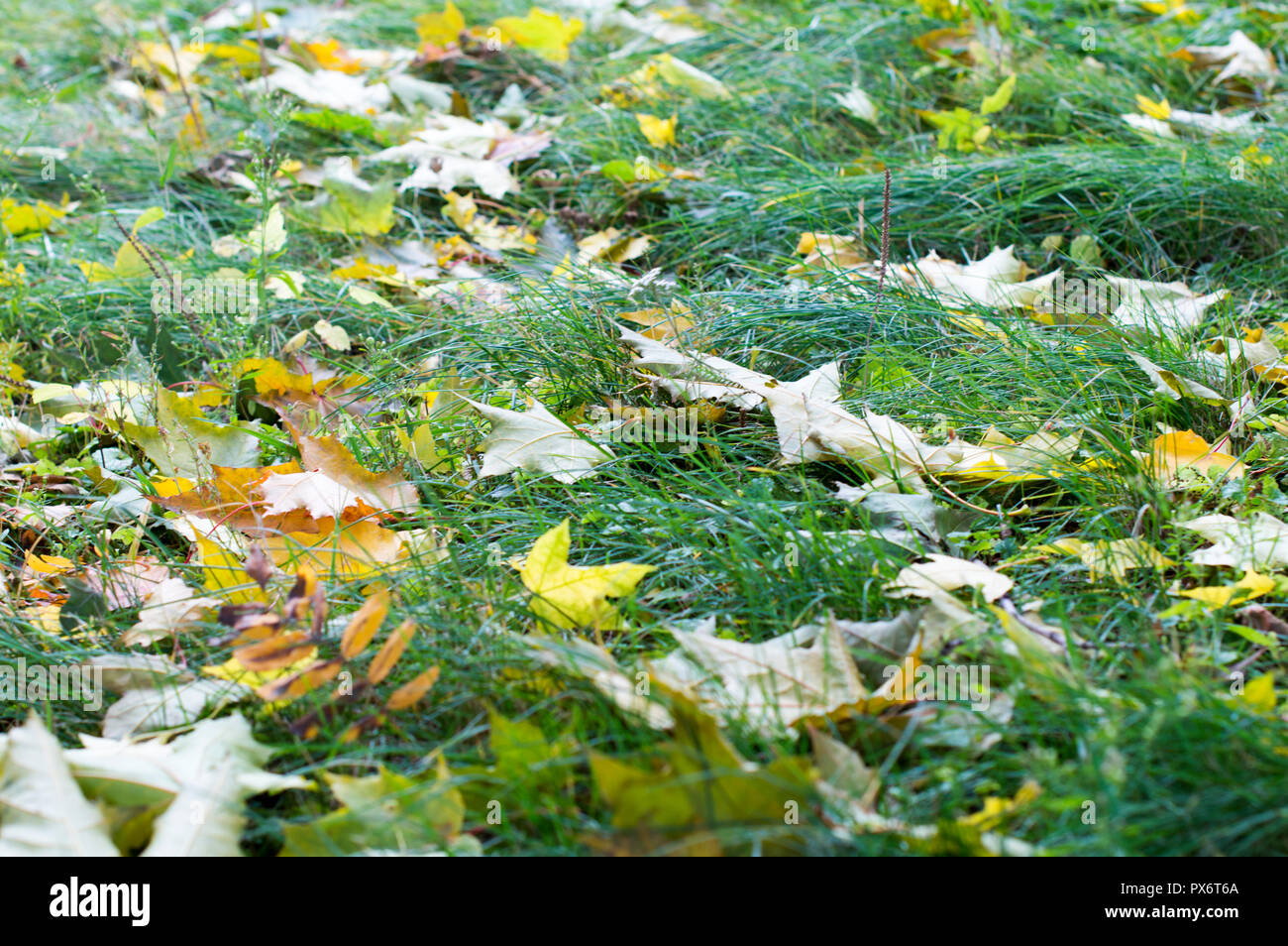 Colorful fallen autumn leaves, background on the ground. Russia Stock Photo