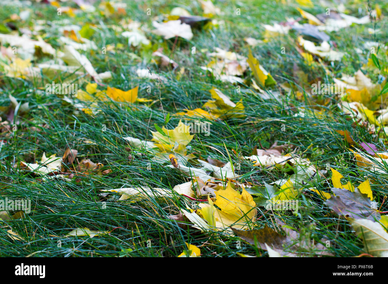 Colorful fallen autumn leaves, background on the ground. Russia Stock Photo