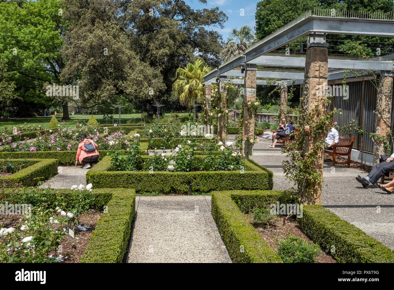Palace Rose Garden and roses in Royal Botanic Garden,Sydney city centre