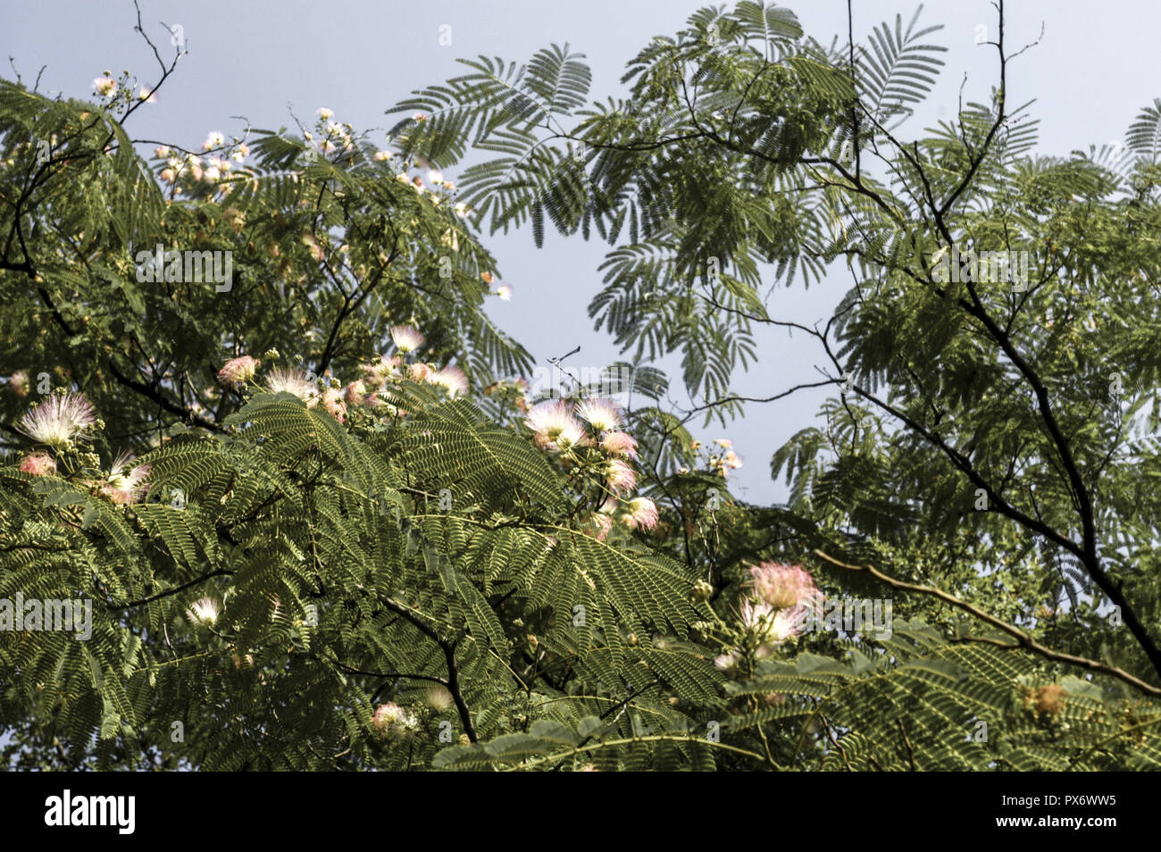 Crimea, world famous botanical garden of Nikita, persian acacia ...