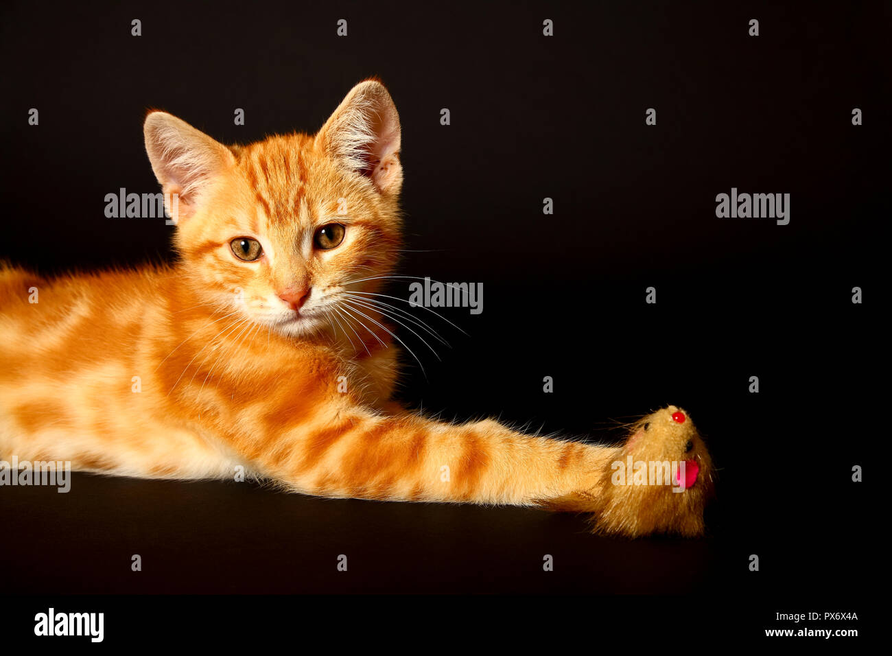 Red Tabby Short Haired Kitten Stock Photos Red Tabby Short
