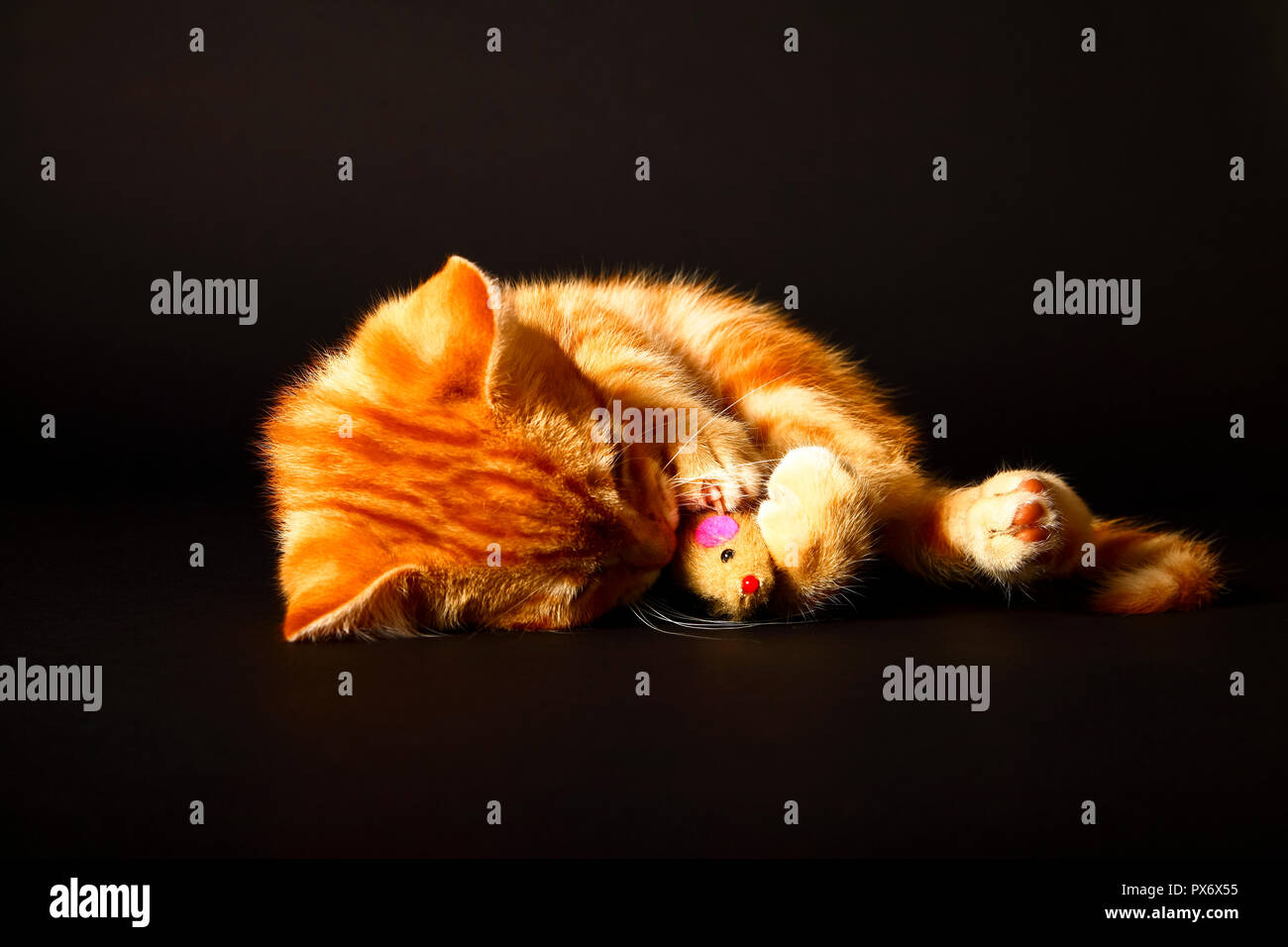 Ginger mackerel tabby12 week old kitten isolated on a black background playing with a toy mouse Stock Photo