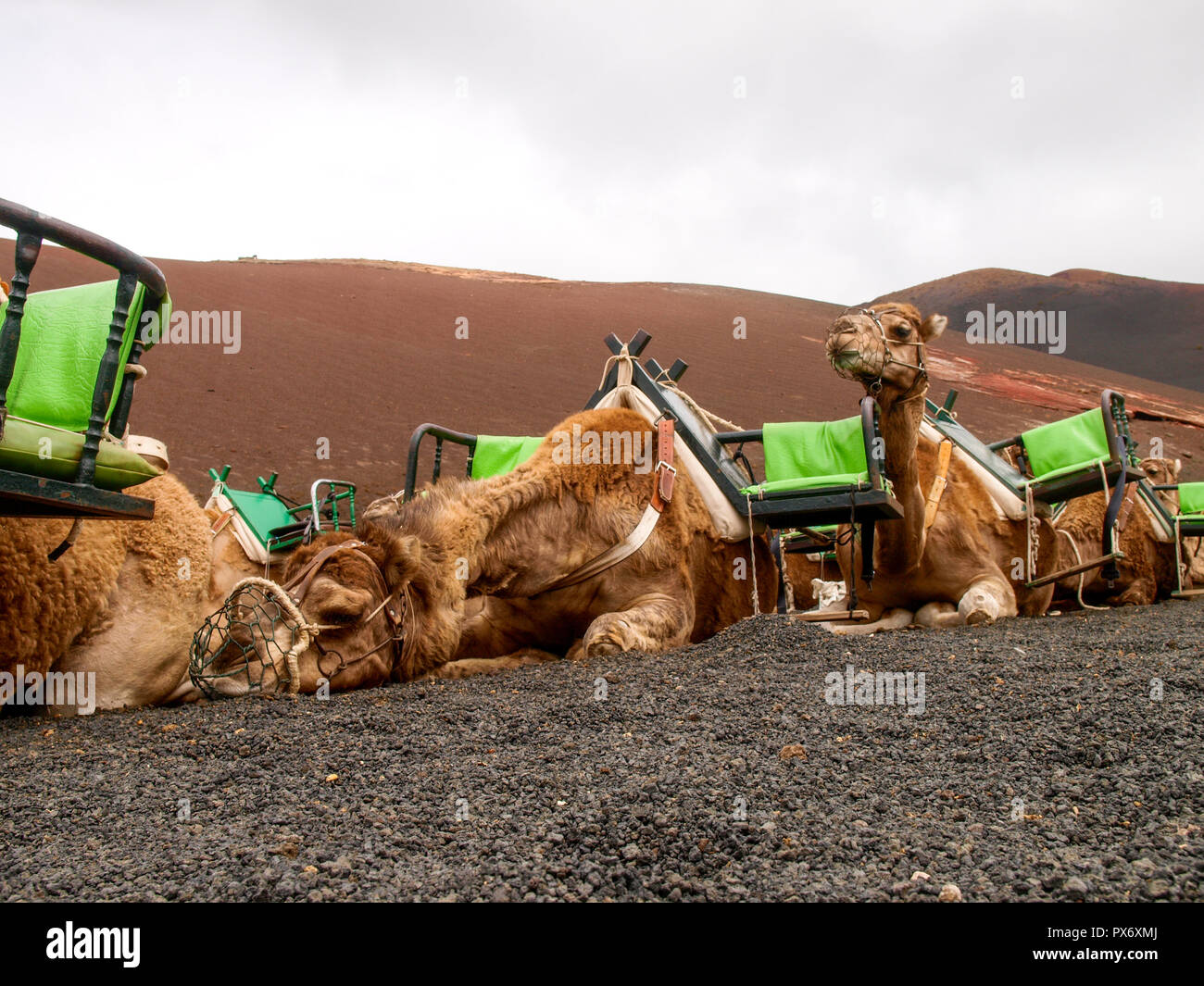 Lanzarote, Spain - June 1, 2017: Dromedaries for the transport of tourists on the Timanfaia lava dunes Stock Photo