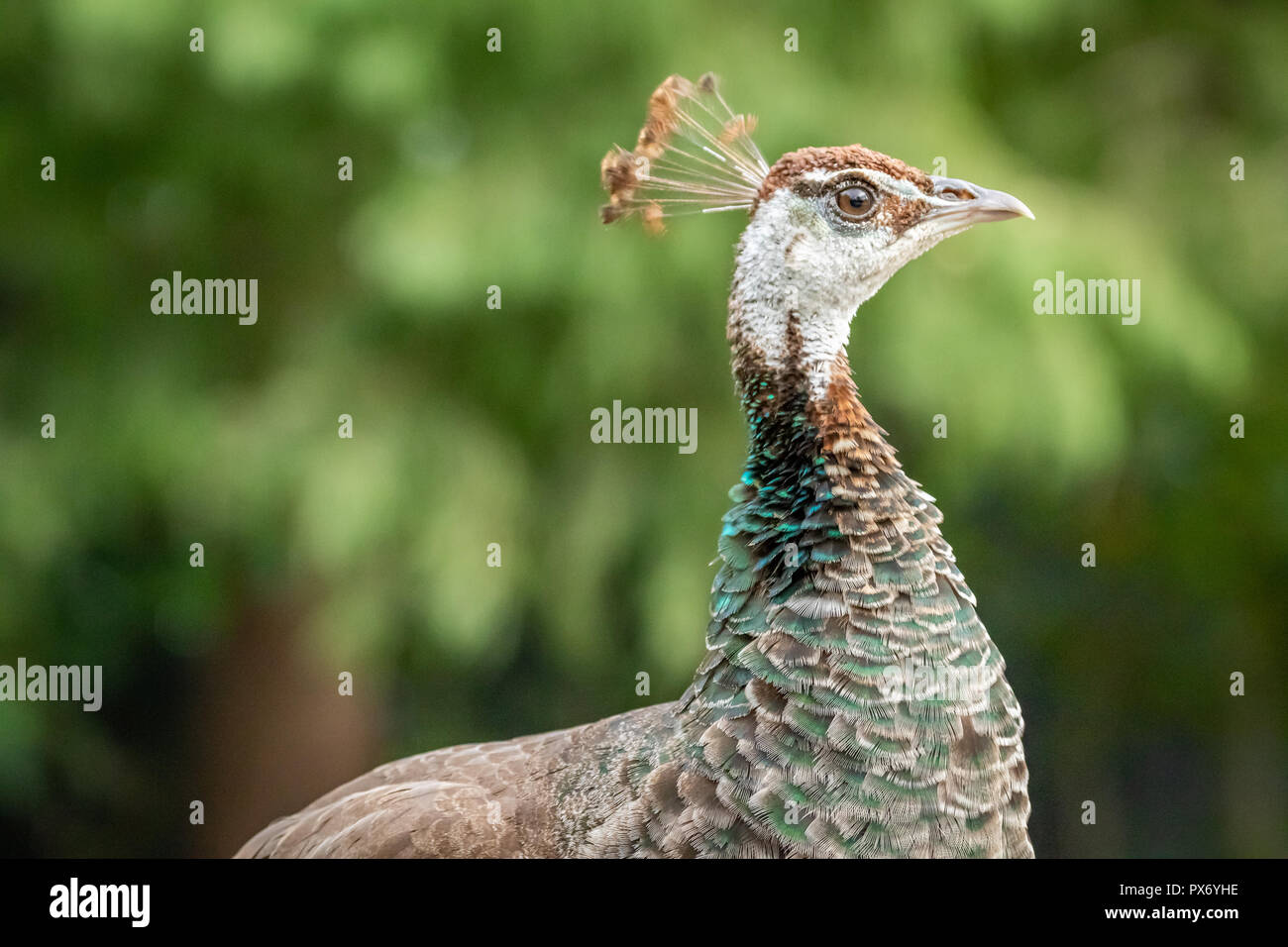 Peahen. GReen Peafowl female (Pavo muticus) in a zoo Stock Photo - Alamy