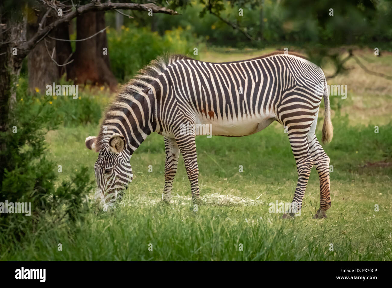 Grevy's Zebra (Equus grevyi) grazing in it's enclosure in a zoo Stock Photo