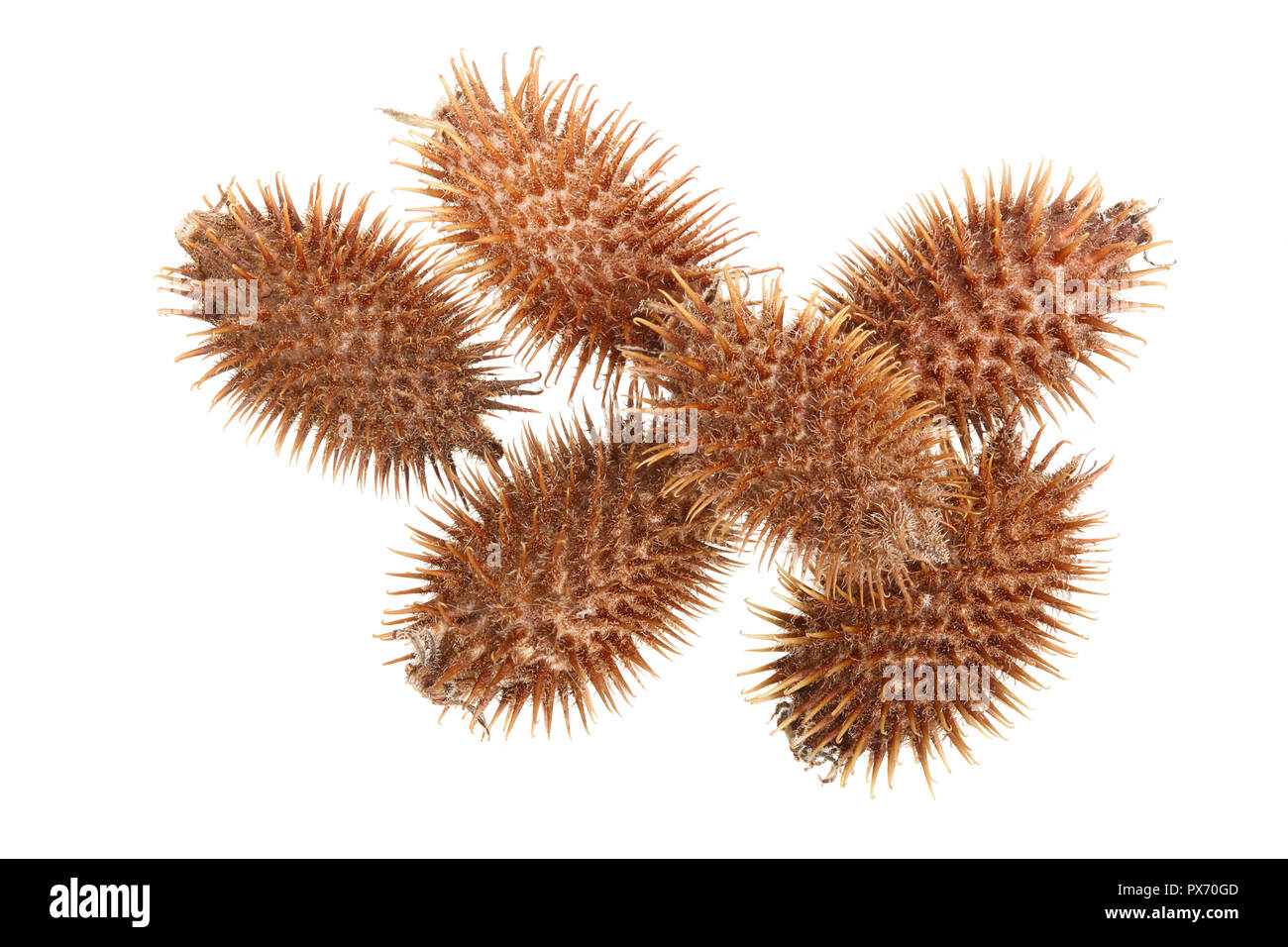 dry Xanthium strumarium isolated on white background has medicinal properties. Top view. Flat lay pattern. Stock Photo