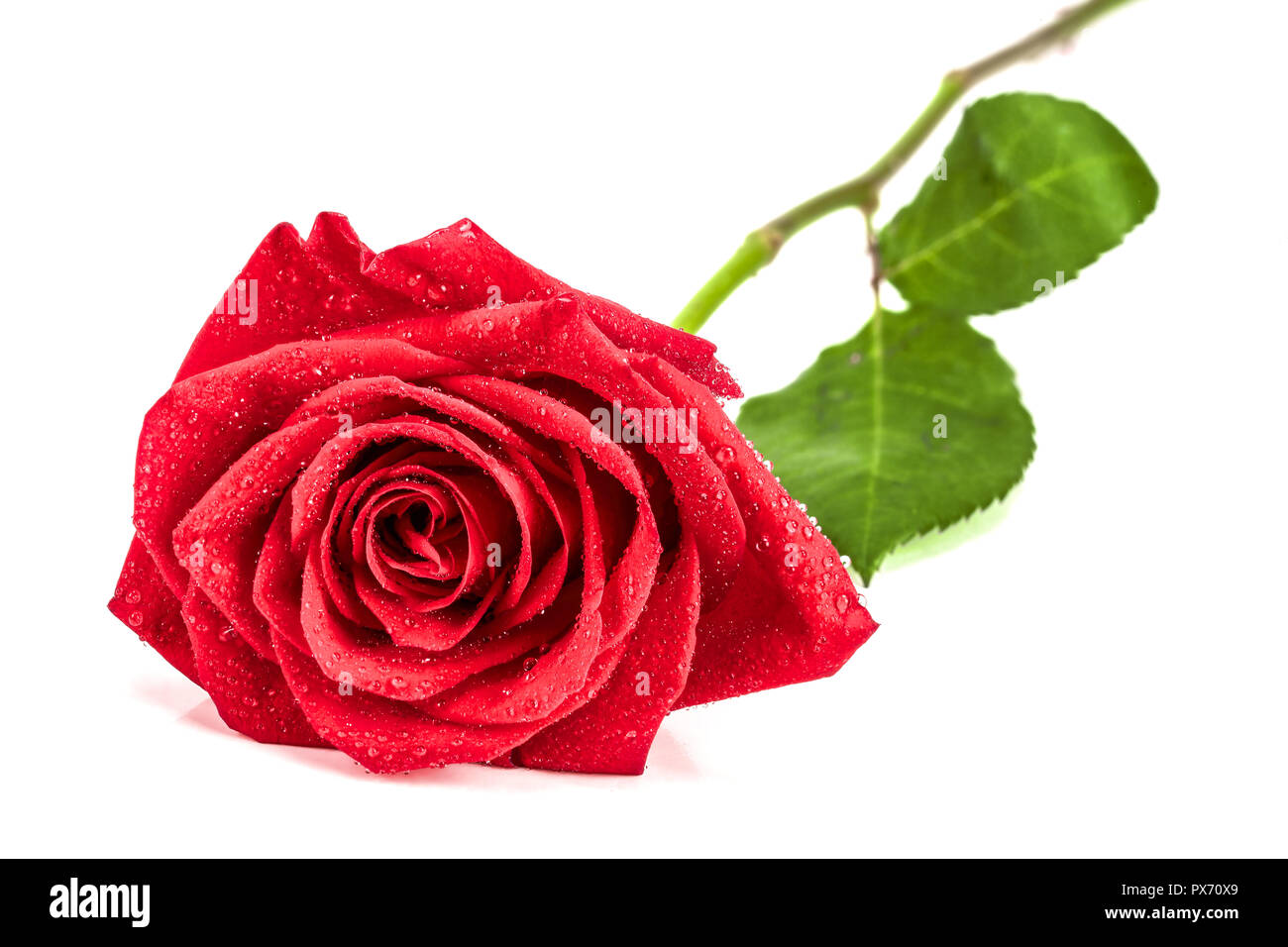 White rose rosa dew drops hi-res stock photography and images - Alamy
