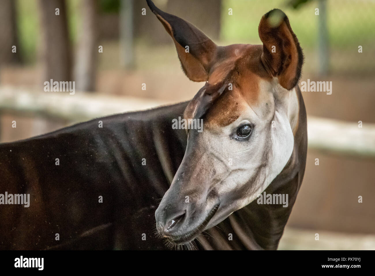 Okapi (Okapia johnstoni) in a zoo Stock Photo - Alamy
