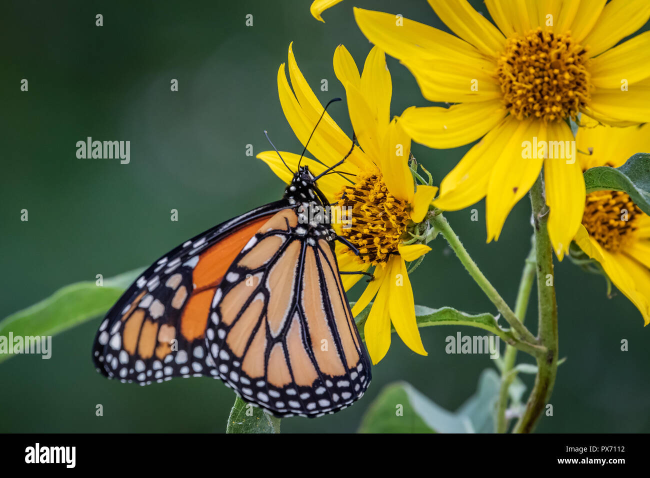 A Monarch butterfly (Danaus plexippus) perched on Sunflowers Stock Photo