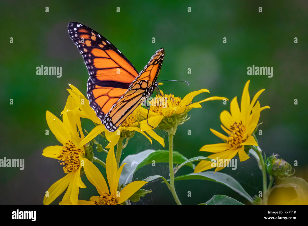 A Monarch butterfly (Danaus plexippus) perched on Sunflowers Stock Photo