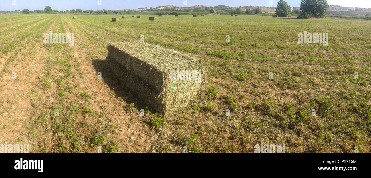Alfalfa bale packed on freshly mown field. Guadiana Meadows, Badajoz, Spain. Panoramic Stock Photo
