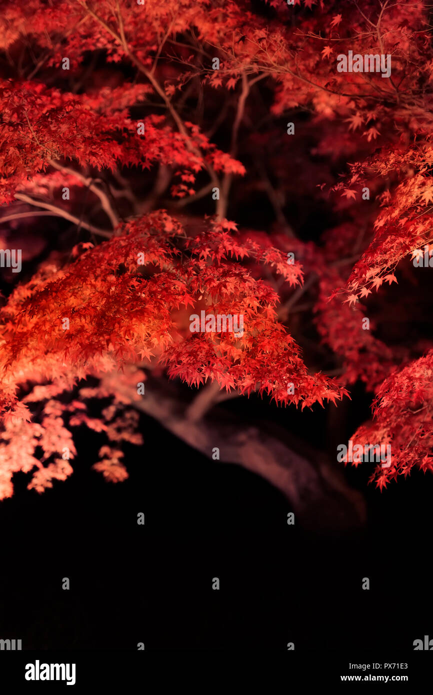 Beautiful bright red Japanese maple tree leaves illuminated at night in autumn Kyoto, Japan, Acer palmatum on black background. Stock Photo