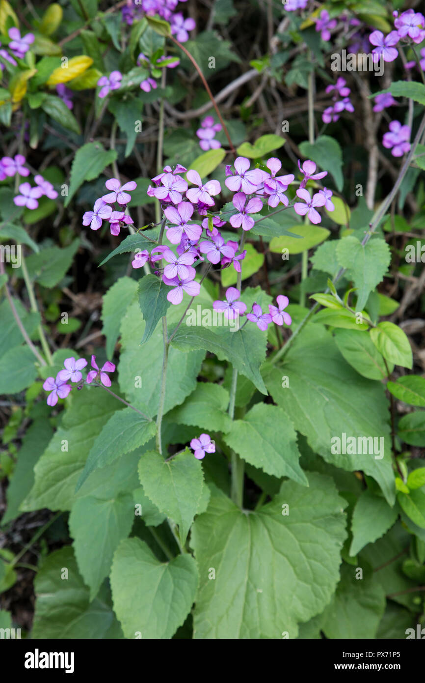 Lunaria annua  is a species of flowering plant native to the Balkans and south west Asia Stock Photo