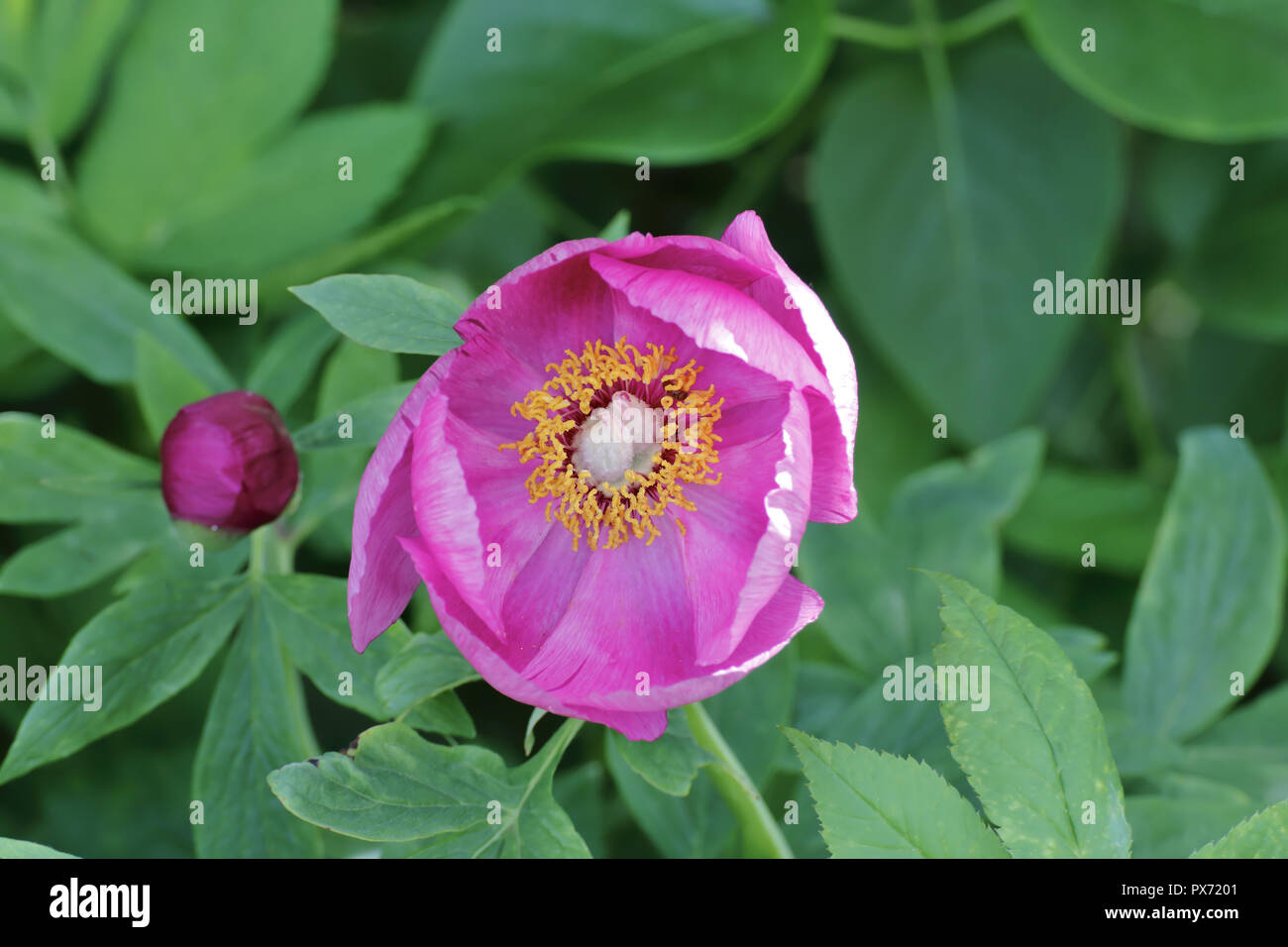 Flower of a wild peony, Paeonia mascula, view into the blossom, Bavaria, Germany, Europe Stock Photo