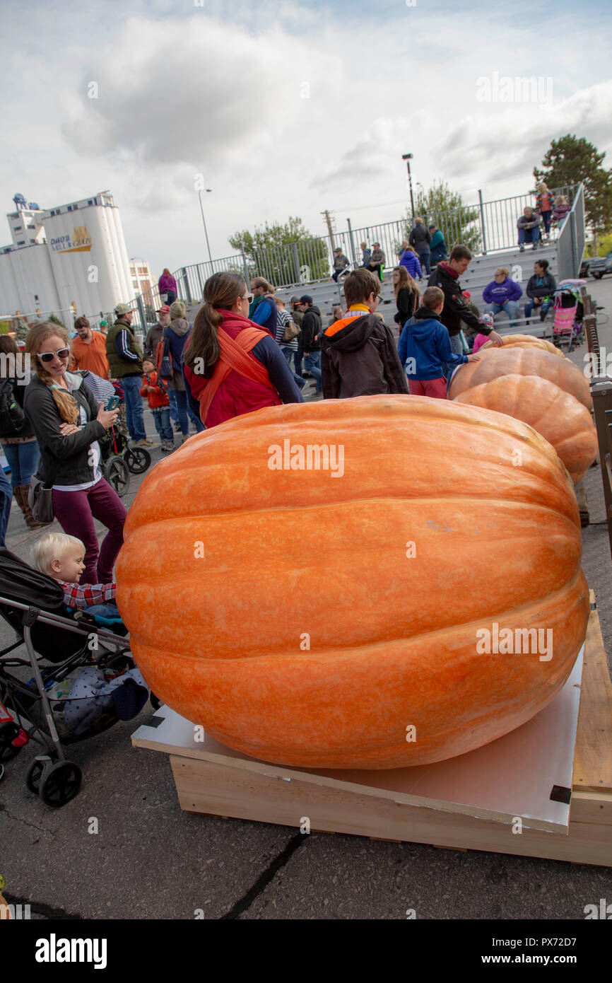 Giant pumpkin contest in South Dakota Stock Photo Alamy
