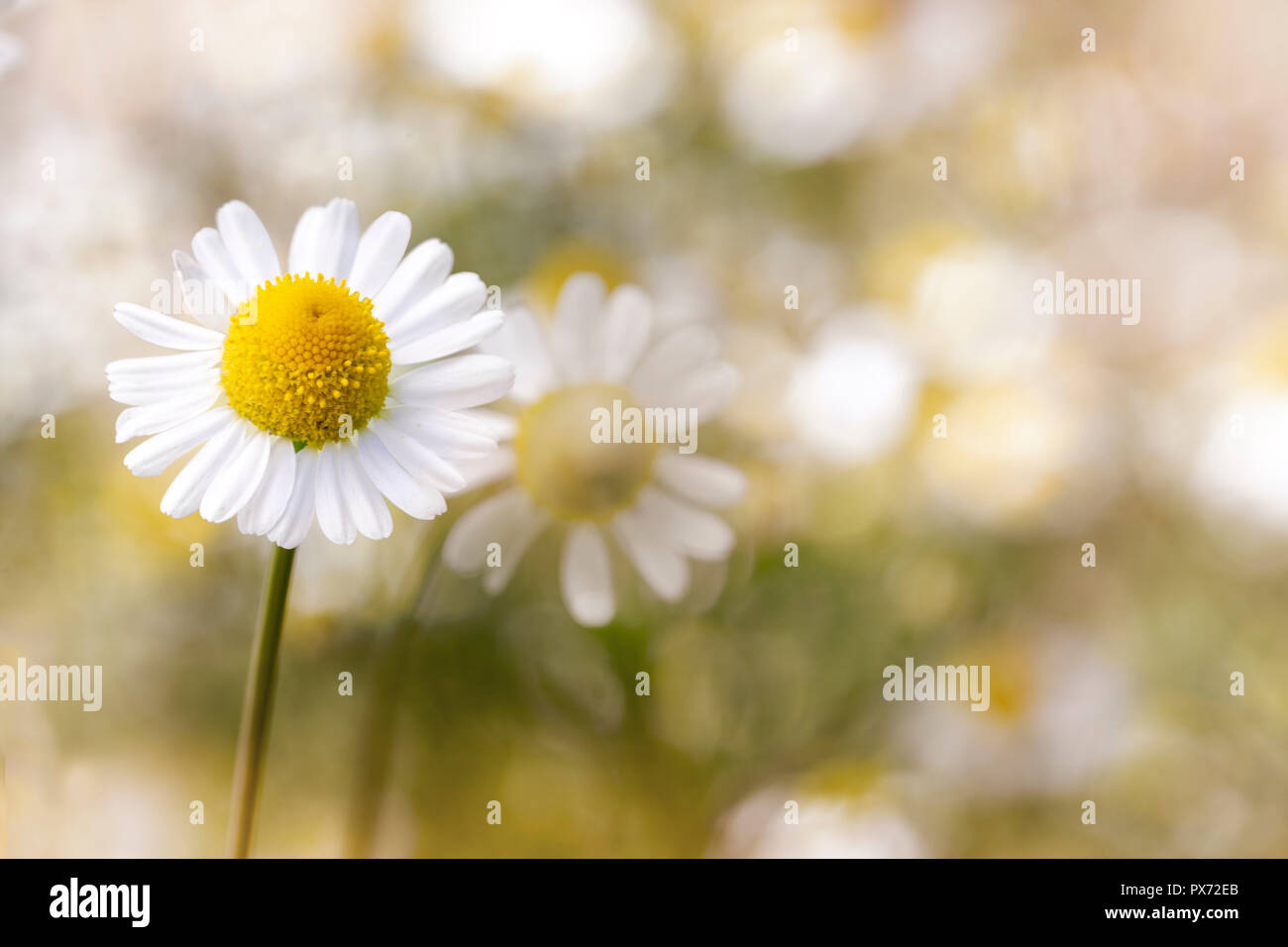 Multi colored chamomile hi-res stock photography and images - Alamy