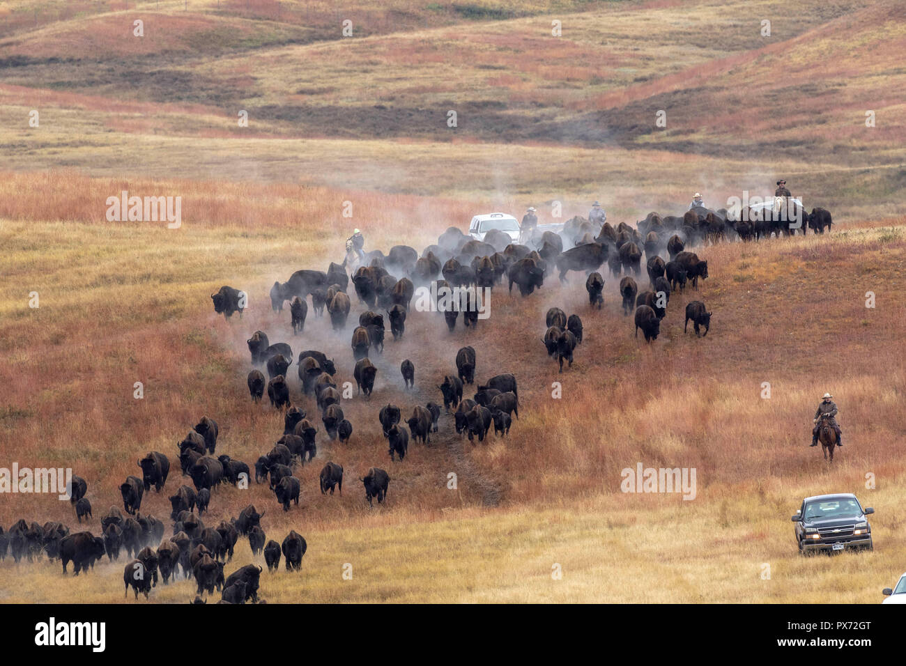 Buffalo roundup at Custer State Park in South Dakota Stock Photo Alamy