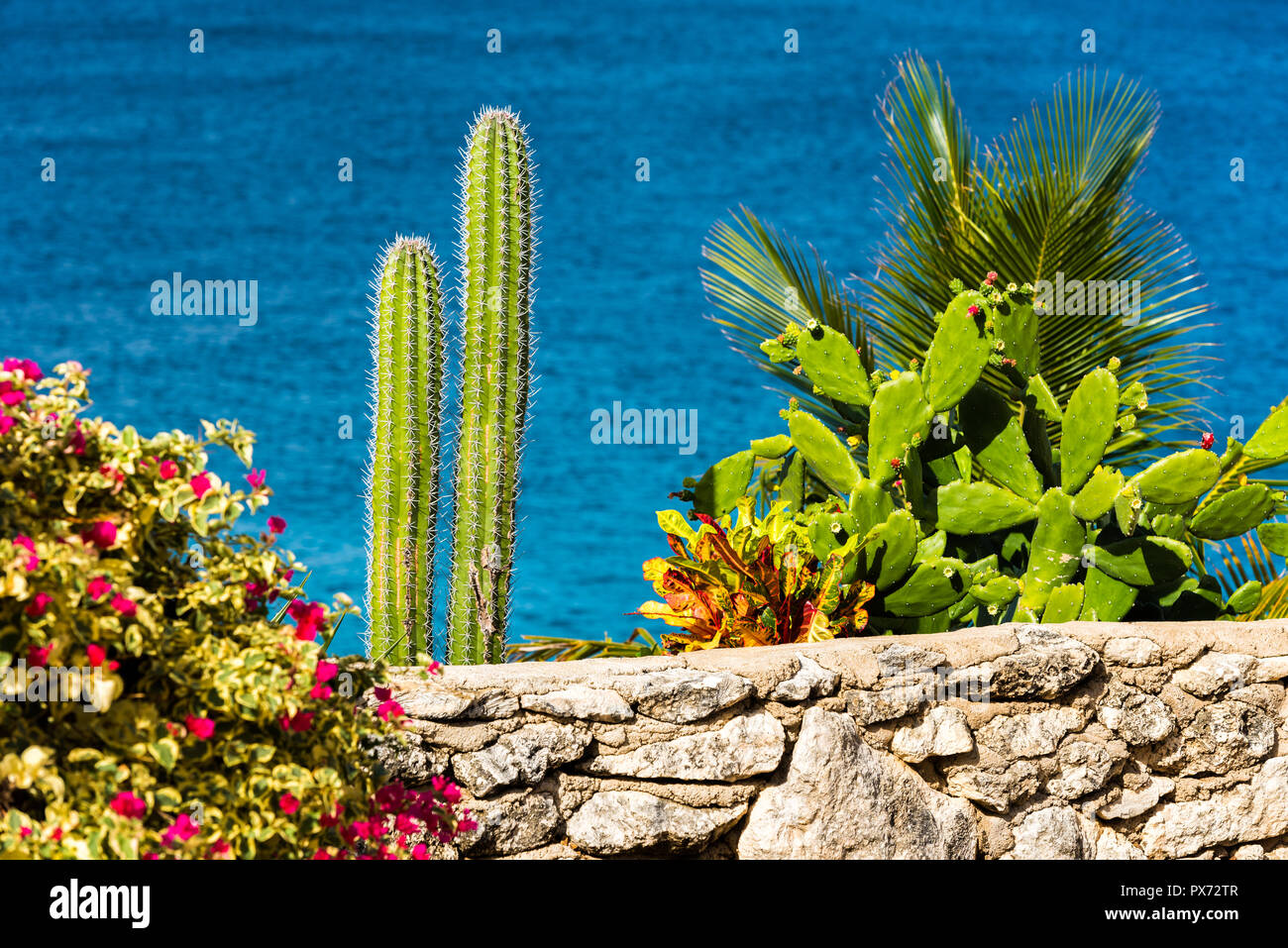 identifying san pedro cactus Buy San Pedro Cactus Phoenix, AZ | Echinopsis pachanoi