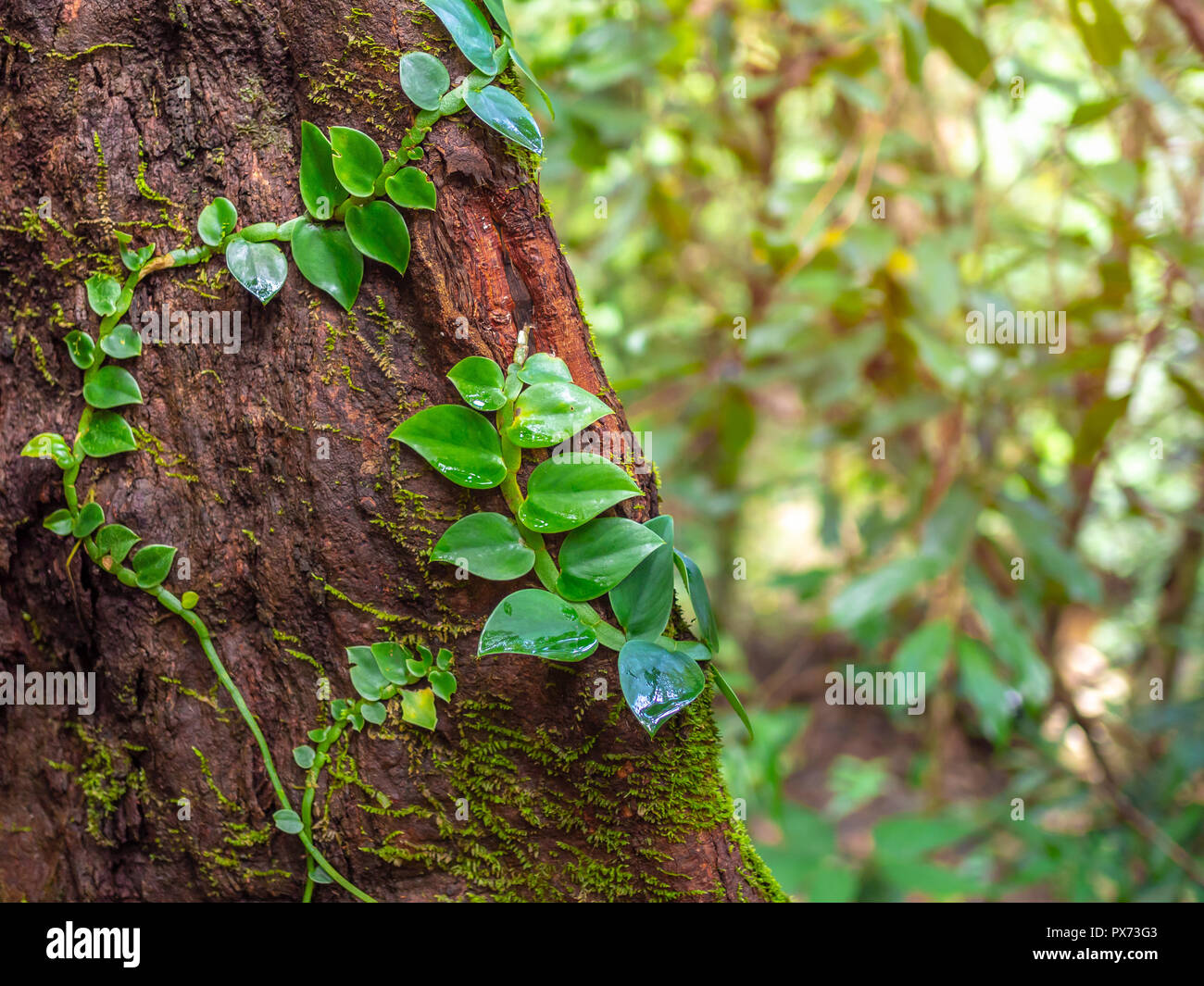 Rainforest Creepers High Resolution Stock Photography and Images Alamy
